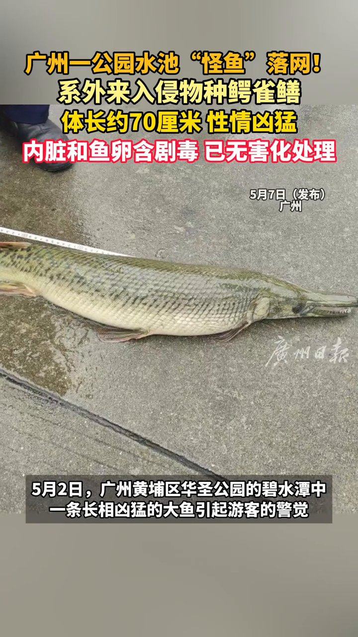广州一公园水池“怪鱼”落网 系外来入侵物种鳄雀鳝