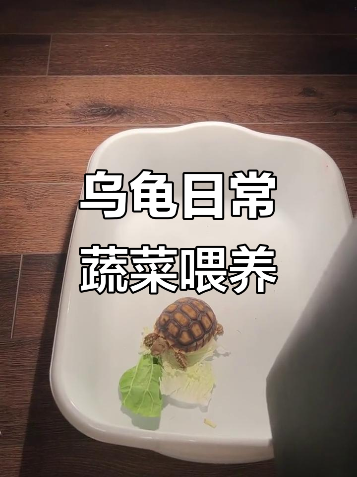 苏卡达龟的日常:吃菜不吃肉,超可爱!