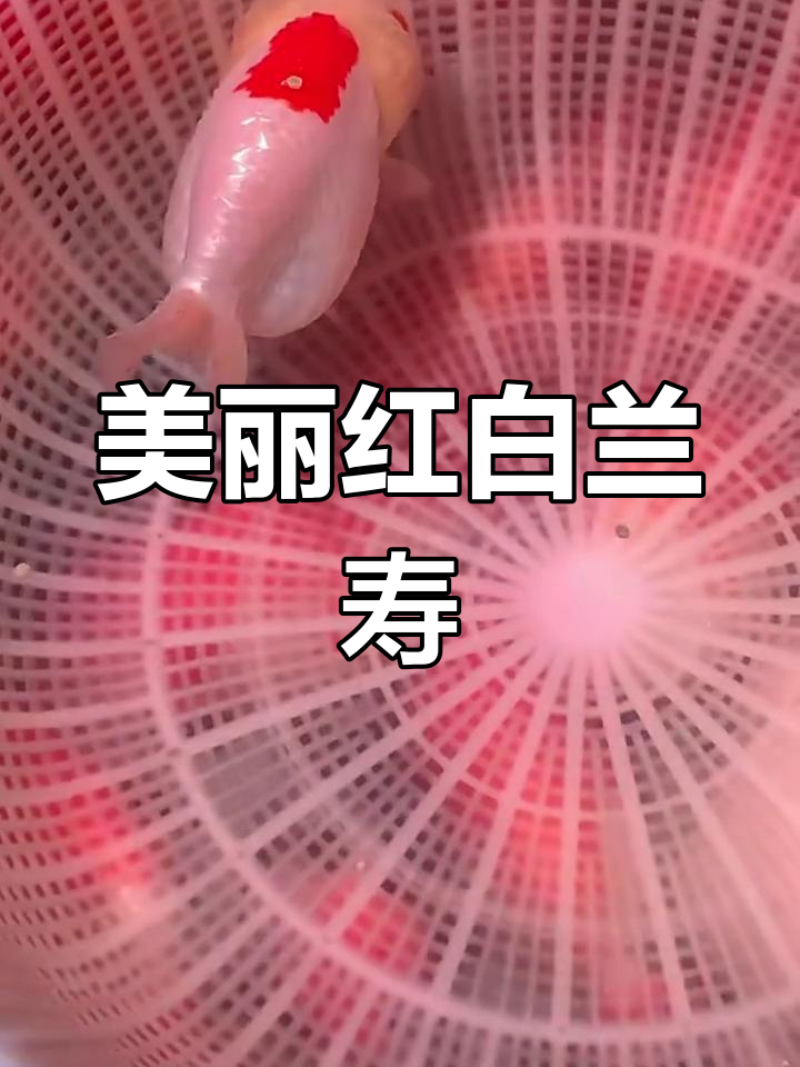 红嘴红白兰寿:传统金鱼与泰狮鱼苗的魅力