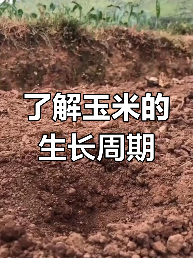玉米生长全过程揭秘
