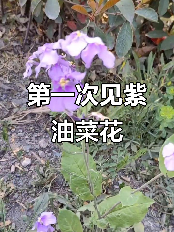 紫色油菜花惊艳春天,但美丽终将凋零