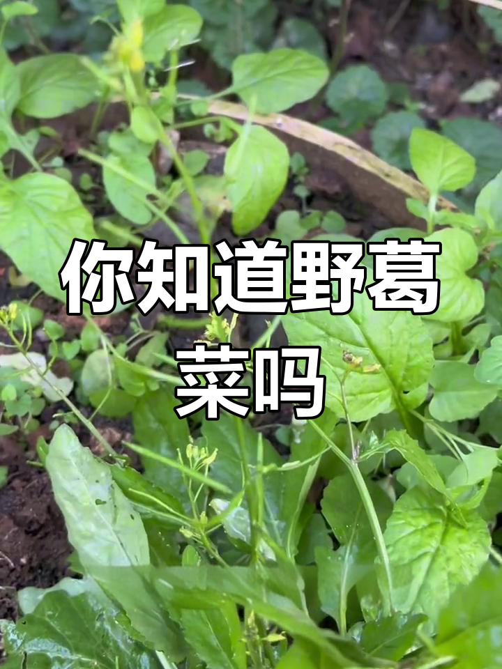 野葛菜:南方常见却被忽视的宝藏