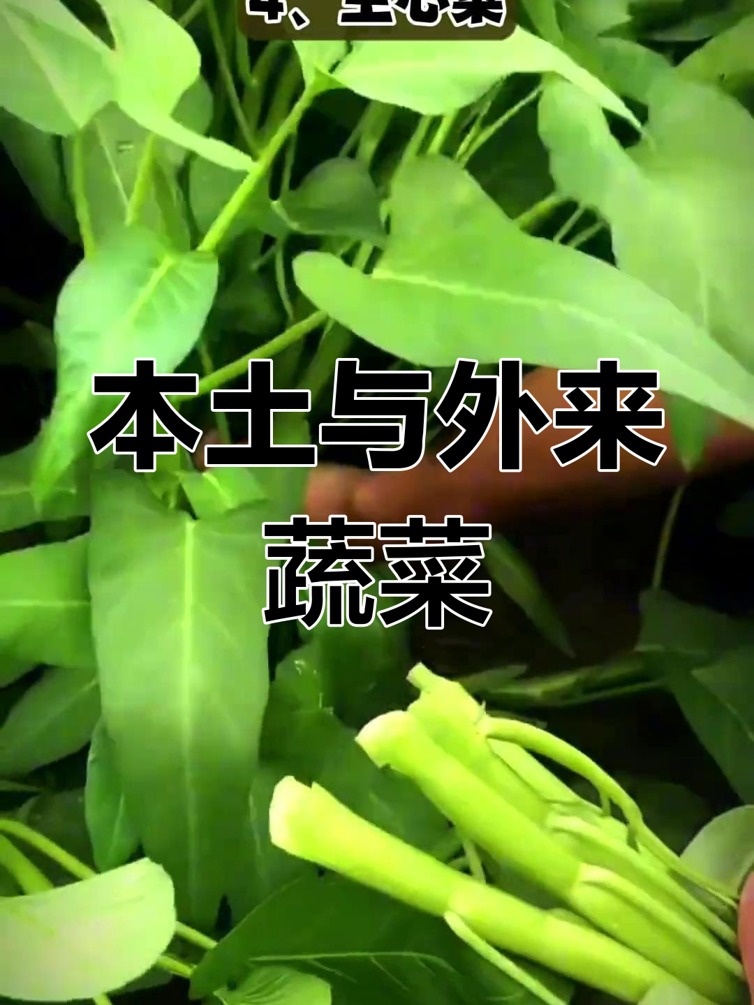 许多常见蔬菜其实是外国引进的,你更偏爱哪种?