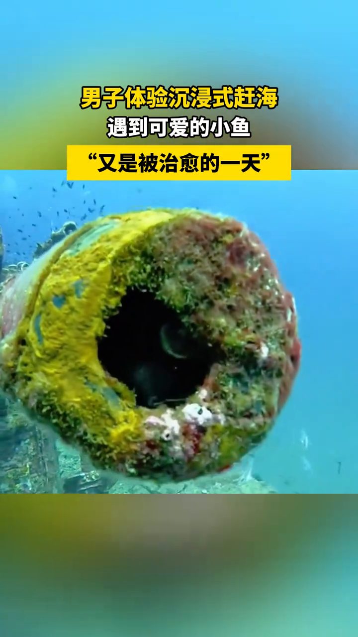 男子体验沉浸式赶海,遇到可爱的小鱼,“又是被治愈的一天”