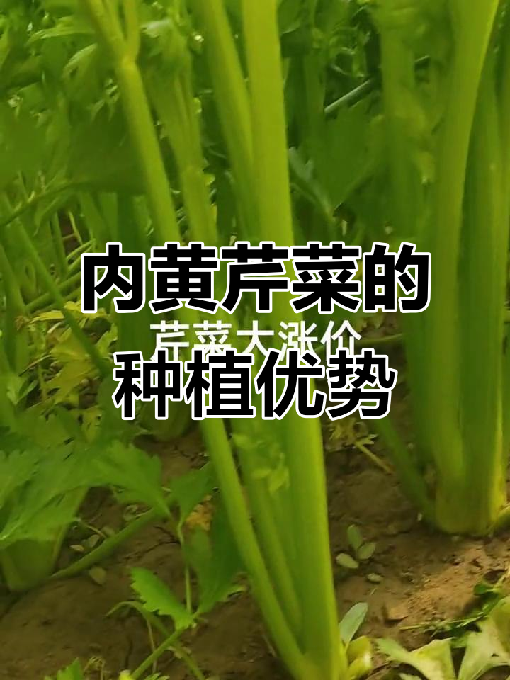山东德州芹菜苗表现优异,内黄色口感好,市场价格持续上涨