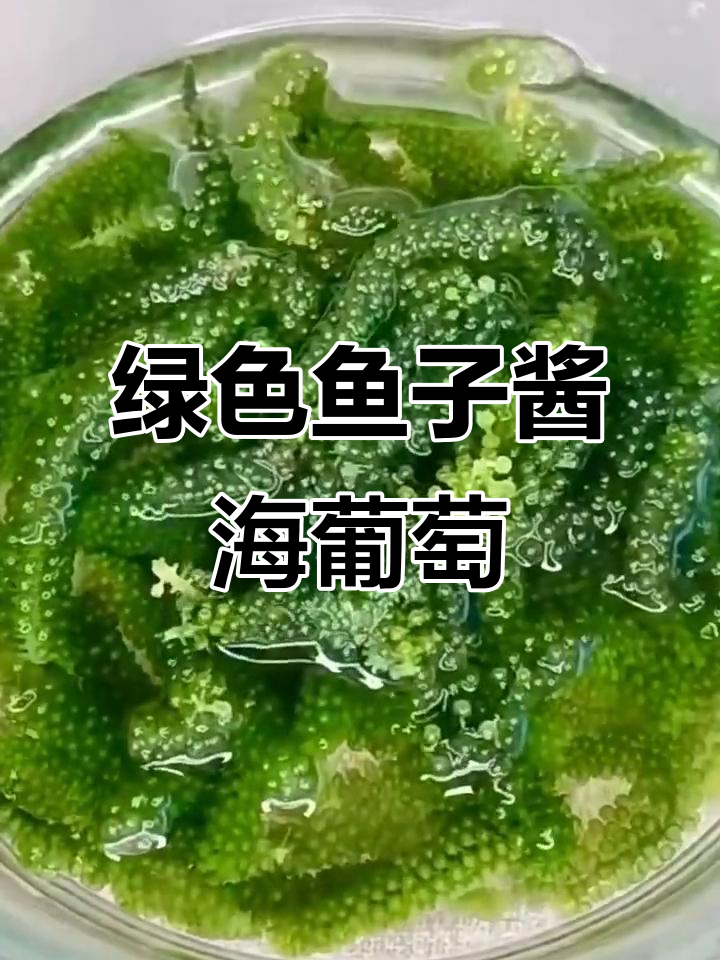海里的“鱼子酱”——海葡萄,口感爆珠让人停不下来