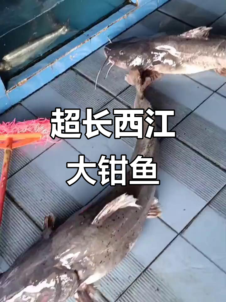 渔民送来超长西江大钳鱼，比洗鱼池扫把还夸张！