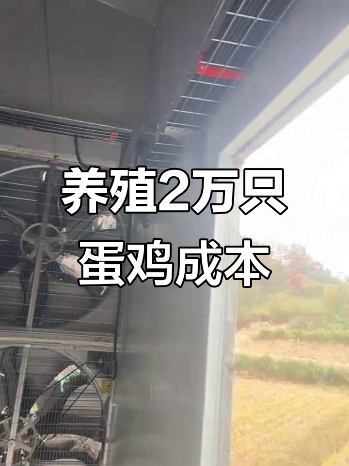 养两万只蛋鸡自动化设备投资分析