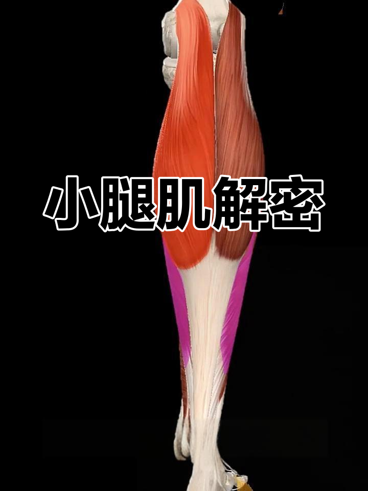 小腿后侧肌肉全解析,轻松掌握起止与功能