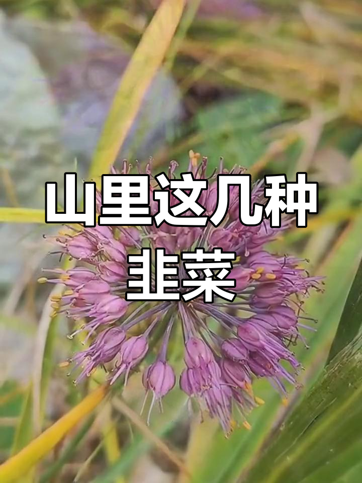 山里的三种野花,长得像韭菜你知道吗?