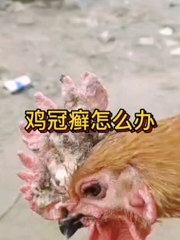 鸡冠癣特效药 鸡冠子长水泡鸡冠子发黄