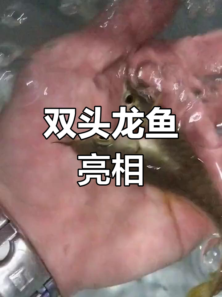 罕见双头龙鱼现身,四眼四须超萌