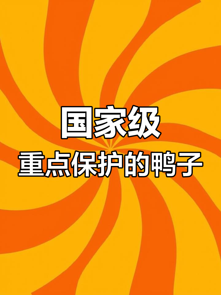 中国鸭品种丰富,8种入选保护名录