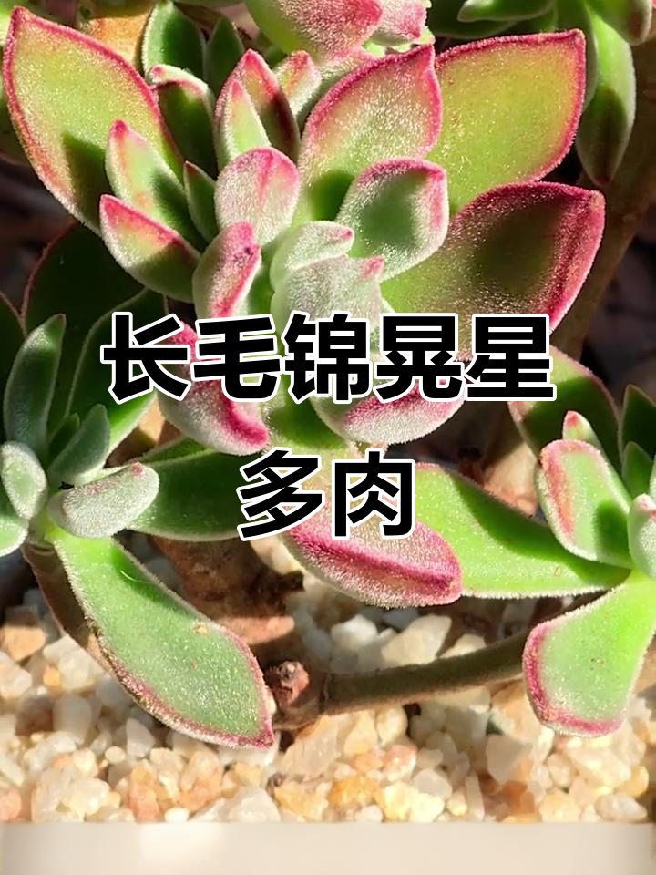 叶片长毛的锦晃星多肉,美丽又神秘
