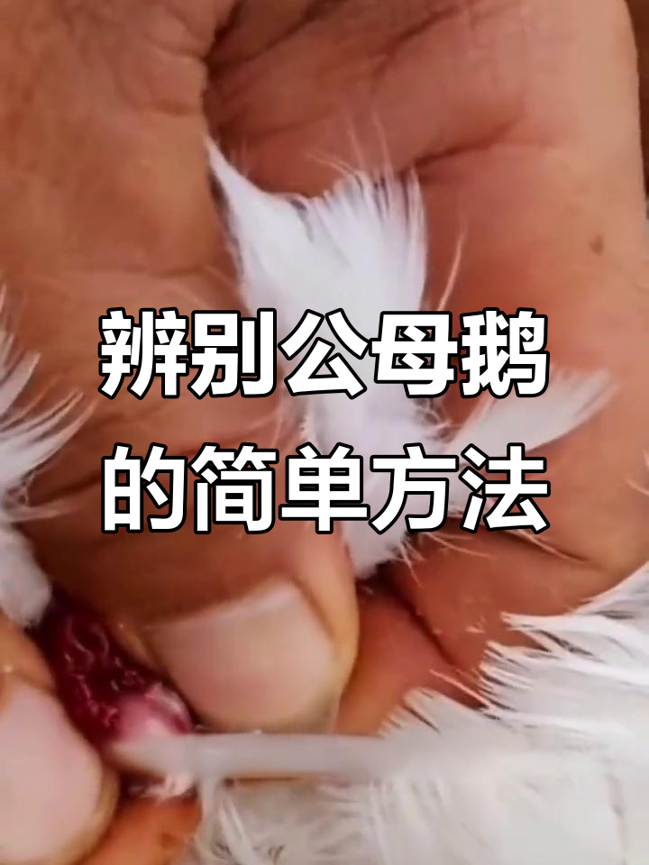 公母鹅分辨技巧大揭秘,两种方法轻松搞定
