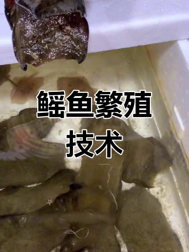 鳐鱼卵鞘揭秘:人工繁育与放生