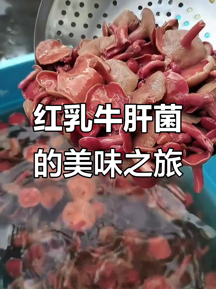 红乳牛肝菌,口感绝佳,炒煮凉拌皆美味,吃一次就停不下来!