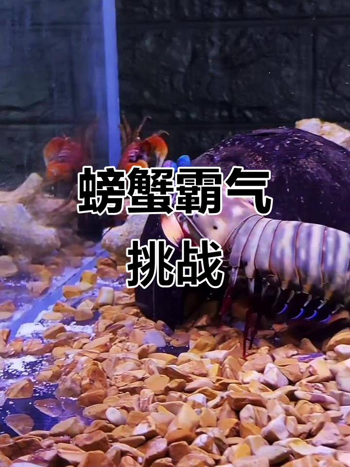 这螃蟹太强了,连螳螂虾都不放在眼里!结果惨不忍睹