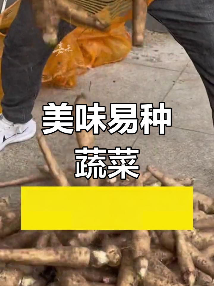 这种菜炒肉更香,口感鲜美又脆嫩,种植简单轻松上手!