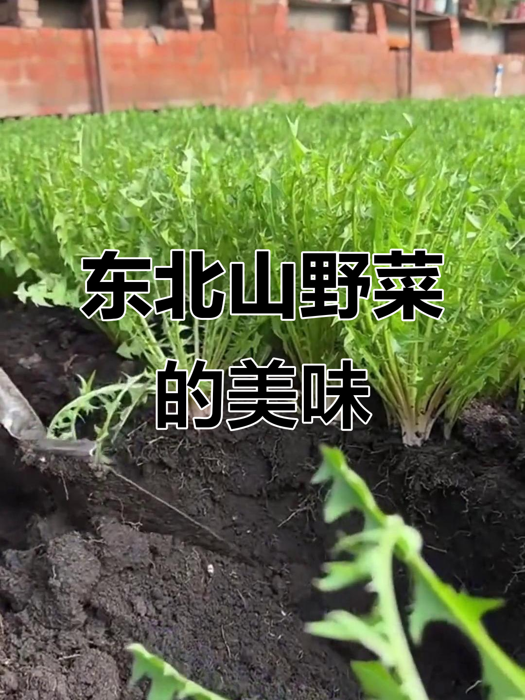 婆婆丁与曲麻菜：东北山野菜的独特美味