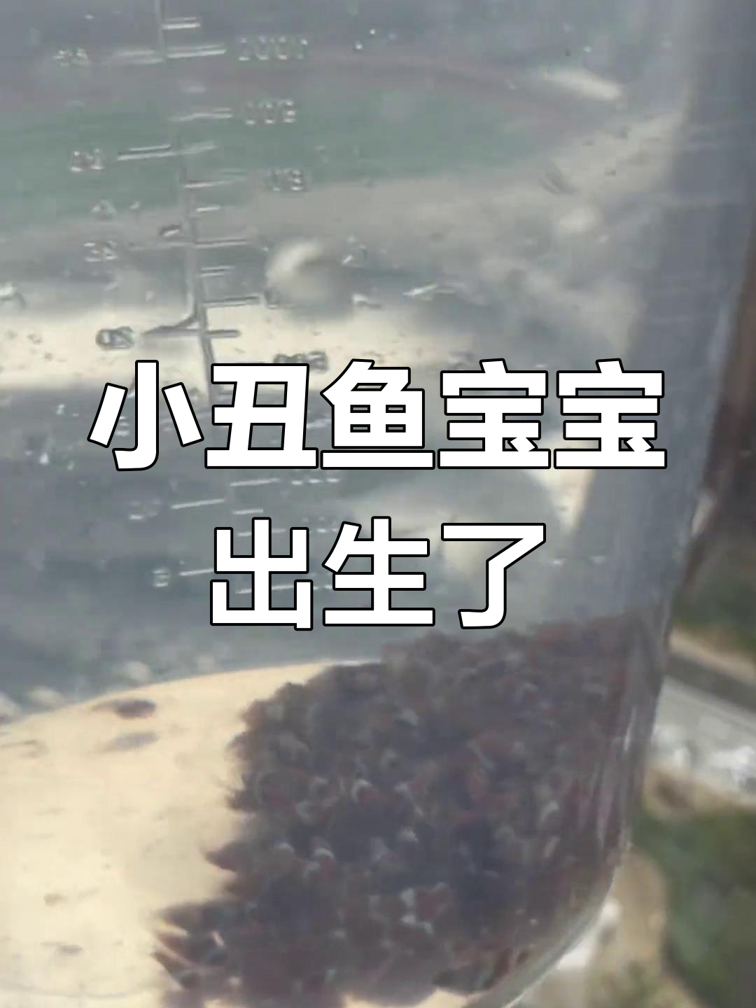公子小丑鱼繁殖记:三十天的小生命,活泼可爱