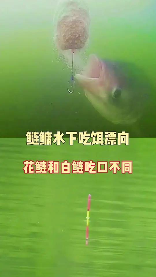 花鲢和白鲢吃口漂向不同,20秒教会你看漂识别花鲢和白鲢吃口