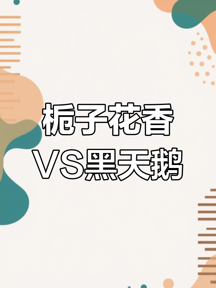 栀子花与黑天鹅香水的校园感对比,哪个更适合学生党?
