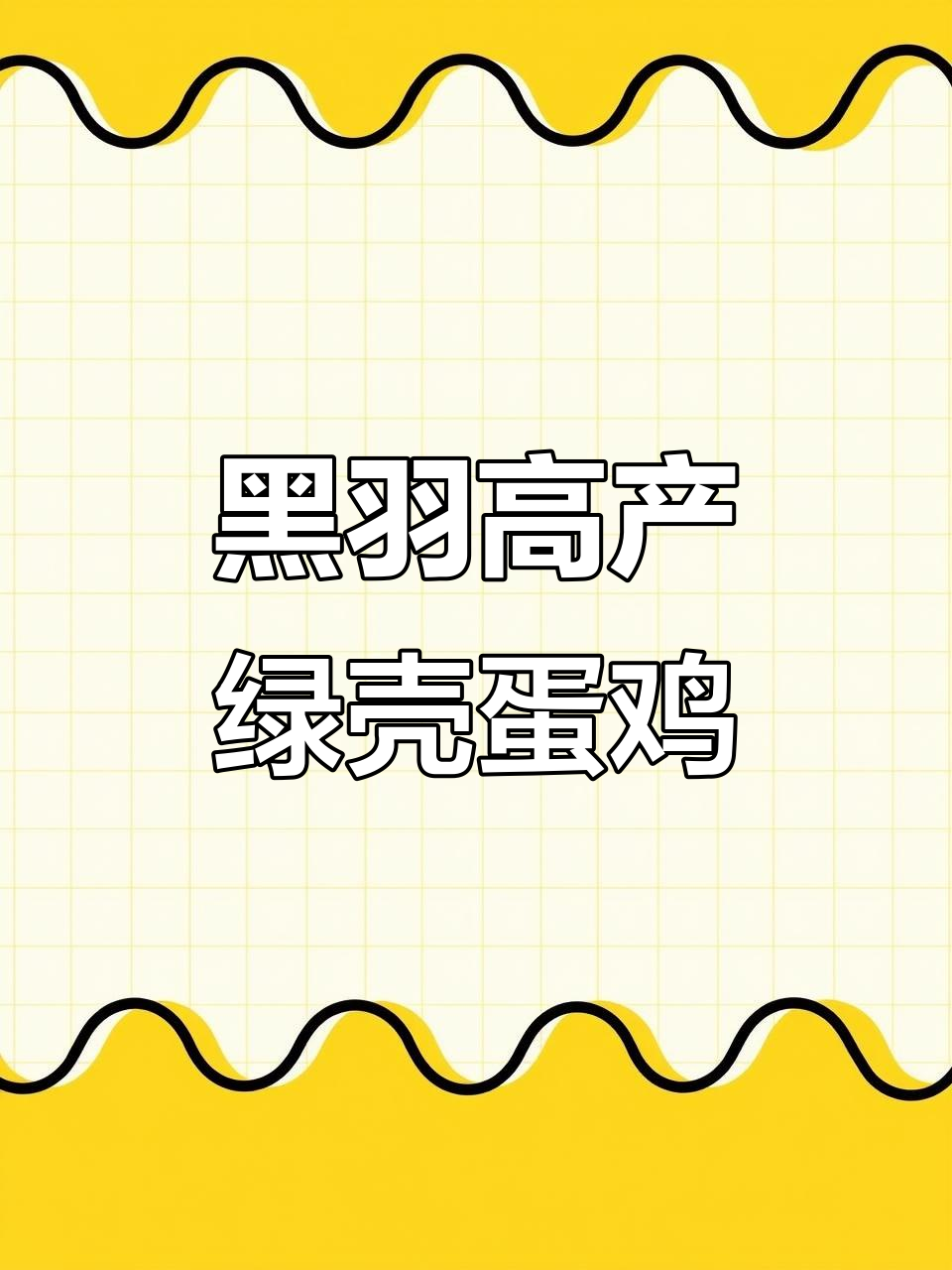 高产黑羽绿壳蛋鸡,成年母公体重三斤半四斤五两