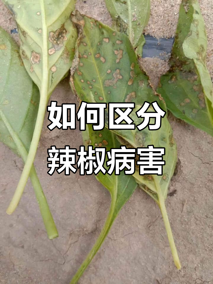 辣椒叶枯病与细菌性叶斑病的区别及防治方法