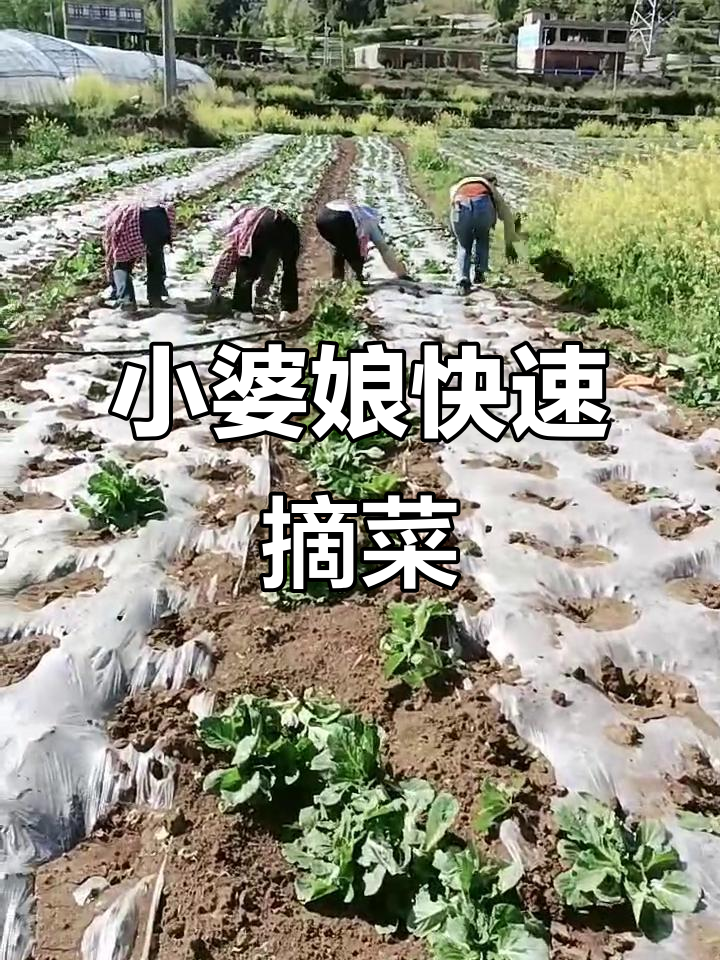 摘菜速度惊人,小婆娘秒变厨房达人