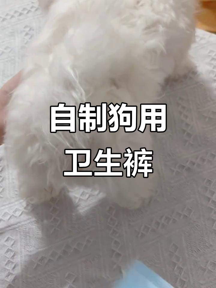 狗狗来姨妈怎么办?自制生理裤教程大公开