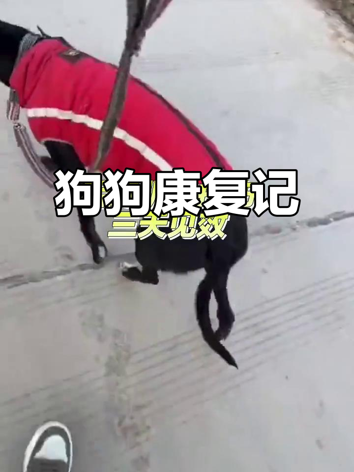 狗狗肌肉拉伤恢复,腿瘸变正常