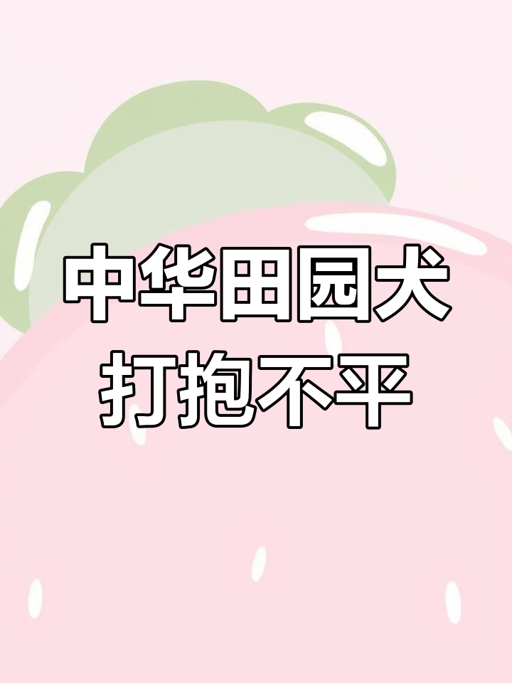 中华田园犬街头挑战柴犬,流浪小黄狗被欺负