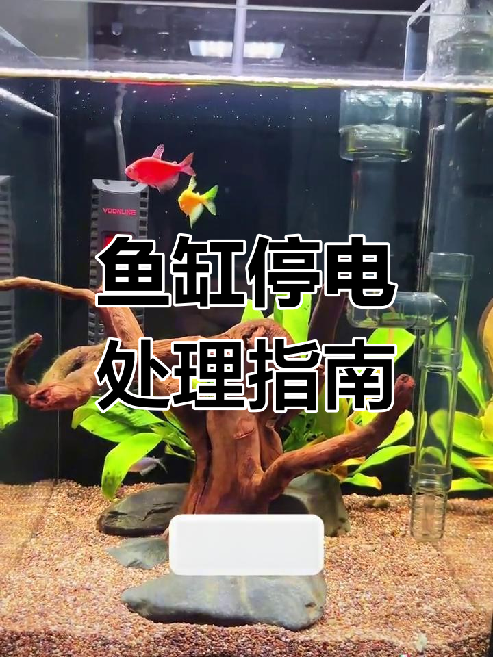 鱼缸停电怎么办?如何应对缺氧和温度变化