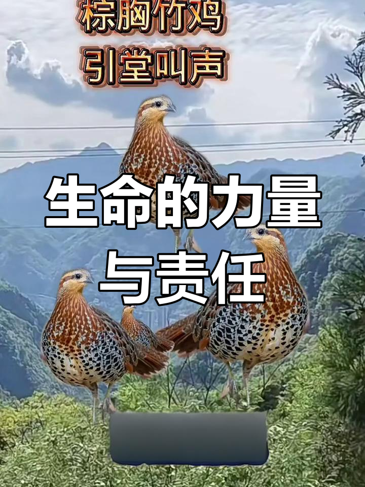 大山深处的自然之美,保护动物从点滴做起