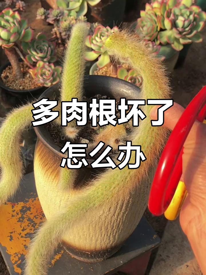 多肉根部坏死?别急扔,剪掉坏根还能重生!