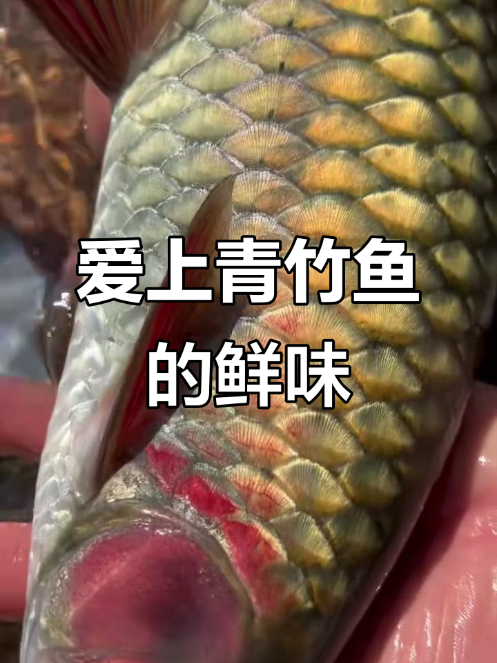 青竹鱼鲜美无比，一口接一口停不下来