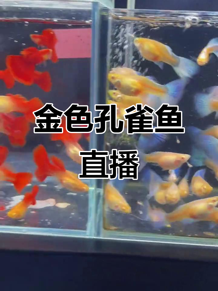 黄金三剑客登场,孔雀鱼大作战!