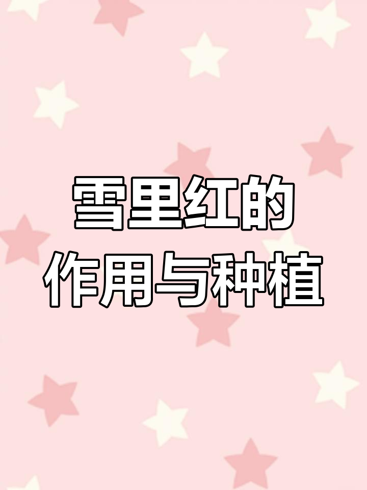 雪里红的生长习性及功效解析