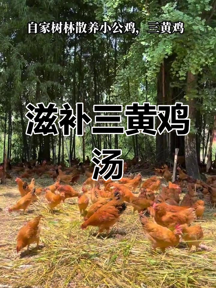 三黄鸡与萝卜炖汤,滋补美味,喝完让人欲罢不能!