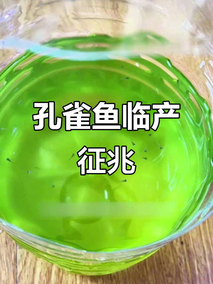 孔雀鱼临产时，体型变化、胎斑加深、肛门突出，行为异常