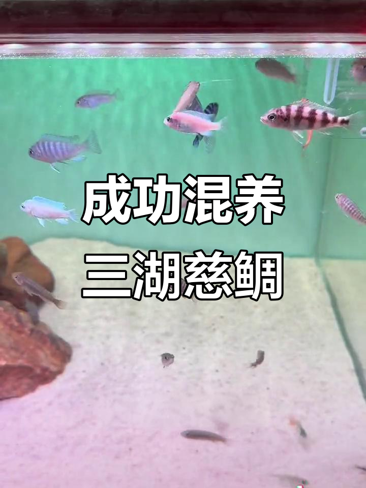 三湖慈鲷混养新品种,岩栖类鱼儿和谐共处