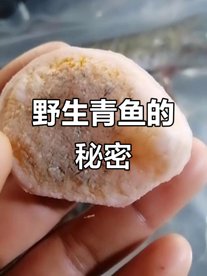 早晨捕获野生青鱼,牙板上有田螺壳碎片,真是奇特发现!