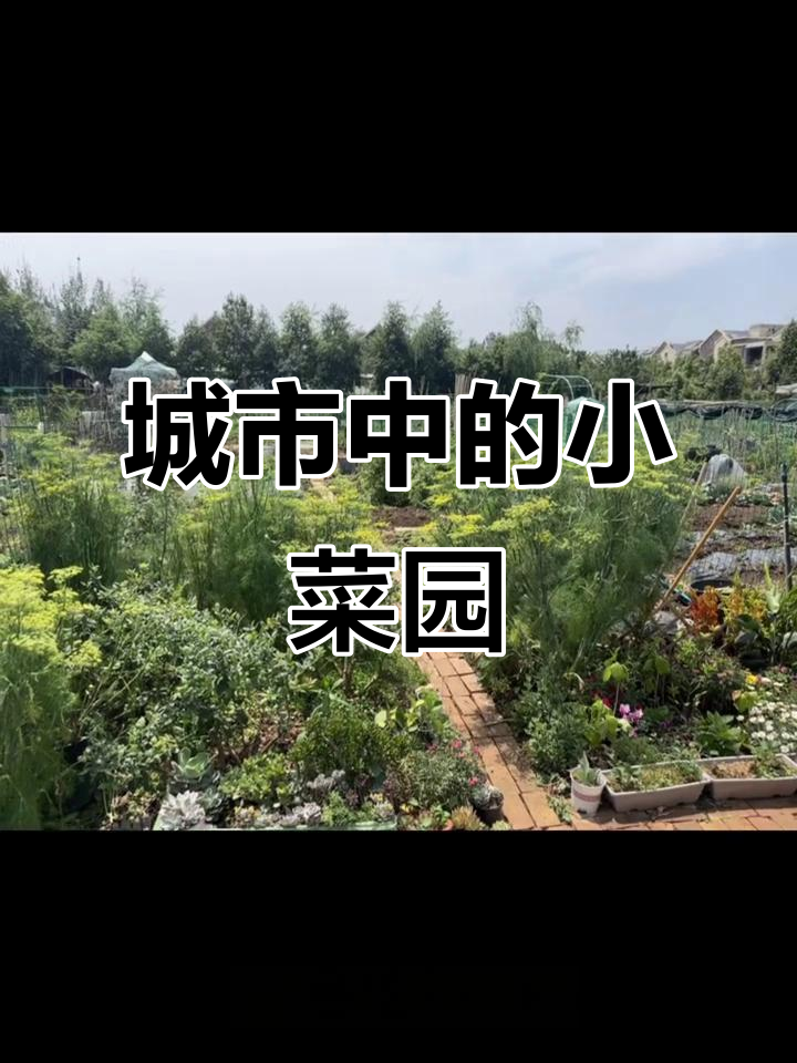 在城市里拥有自己的小菜园,荒岛生态农场让你实现田园梦想