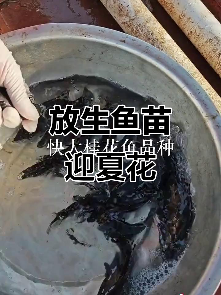 六月再见,七月好运连连!放生鱼苗助力夏日美好时光