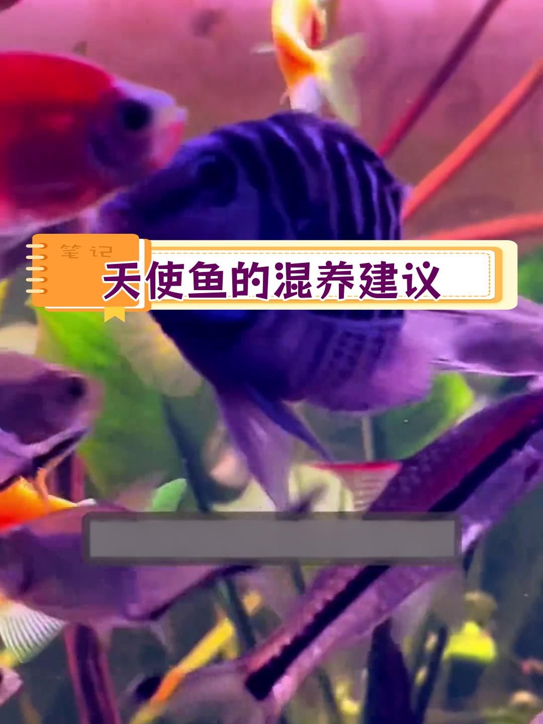 天使鱼混养技巧:如何避免冲突