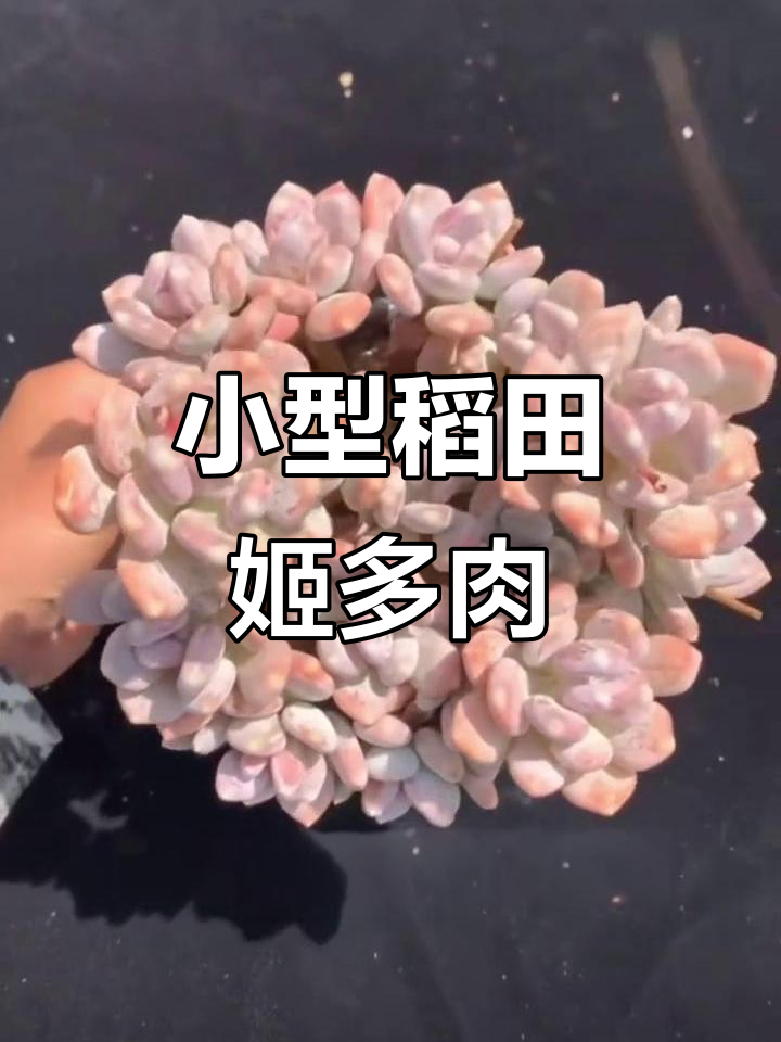 稻田姬:景天科迷你多肉,秋冬变粉红