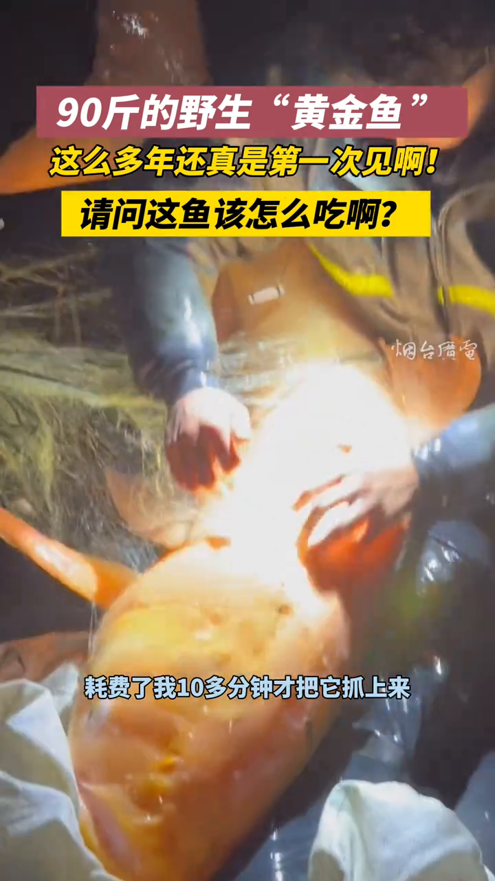 90斤的黄金鱼!你见过嘛!见者发财呀!