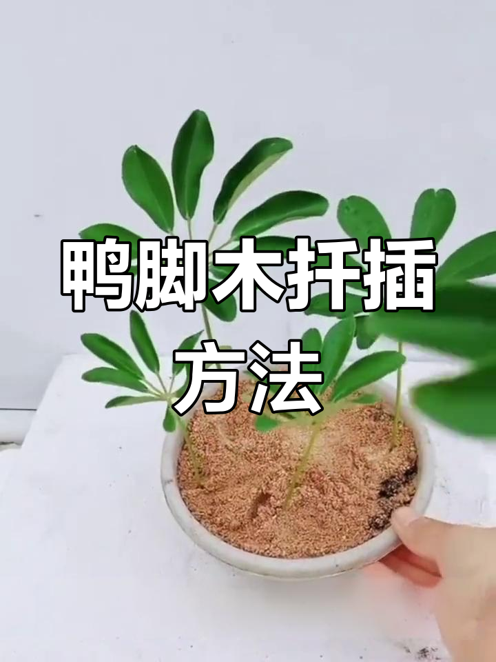 鸭脚木扦插技巧,轻松繁殖