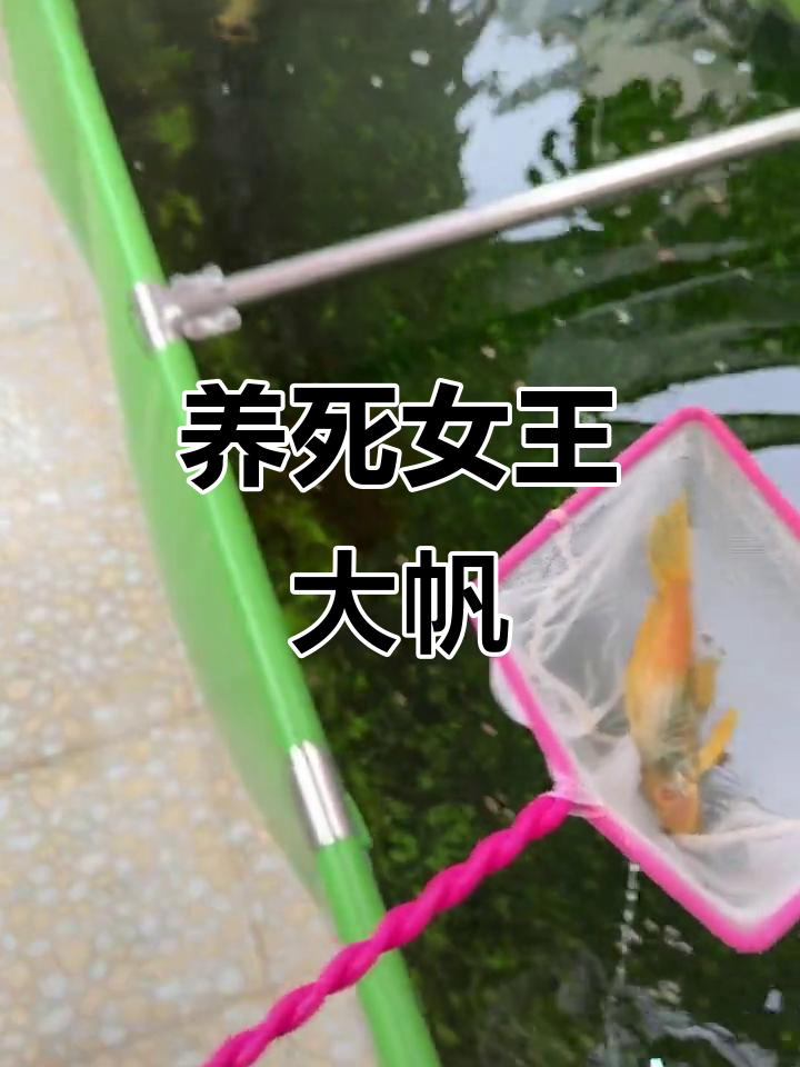 女王大帆观赏鱼也能养死,真是高手!